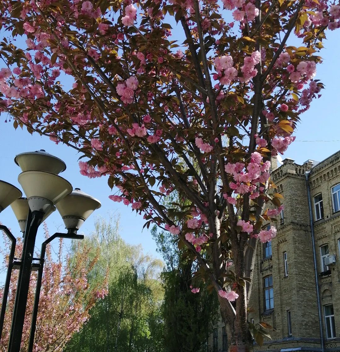 Сакури цвітуть💛💙

А чи знали ви, що сакури є символом скороминучості юності і всього земного життя?

Цінуємо життя, кожну секунду та хвилину.
Як ніколи ми розуміємо цінність кожного моменту і дякуємо нашим захисникам за те, що нас оберігають. 

Україна переможе!🇺🇦

#kpi #university #sakura #trees #nature #кпі #blossom #flowers